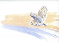 Watercolour,Catherine Apps,Barn Owl