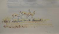 Watercolour, Antelope,Catherine Apps